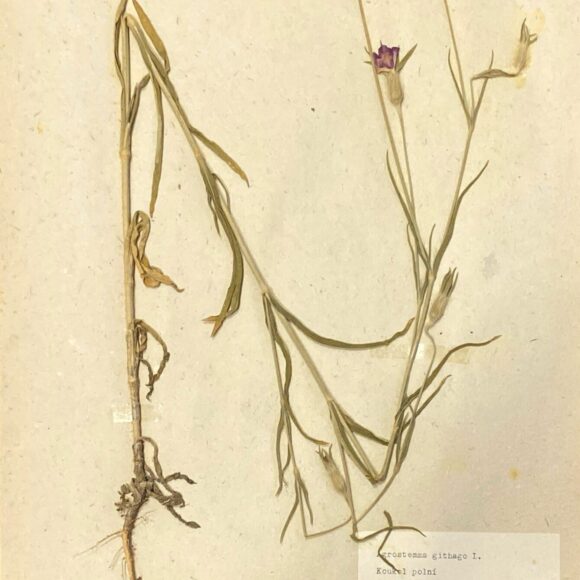 Koukol polní: Dříve hrozba polí, dnes dekorace městských trávníků