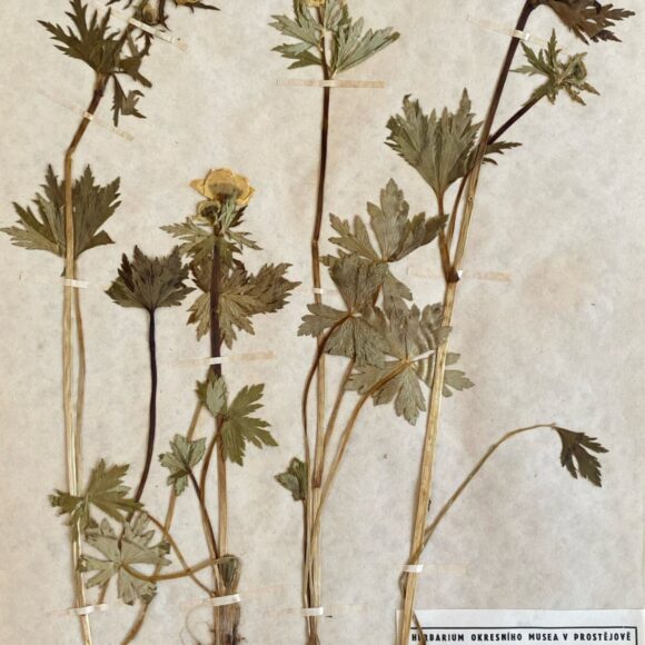 Trollius_europaeus_Inv_c_34822 Upolín nejvyšší – rozkvetlá slunce Drahanské vrchoviny