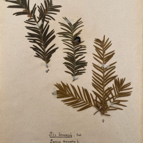 Tis-cerveny_Taxus_baccata_i.c._41934 Tis červený – rumělkové ticho věčnosti